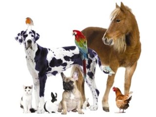 Trinity 3, Proper 7 | Celebrating with Animals