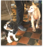 Pop-Up Dog Cafe thumbnail